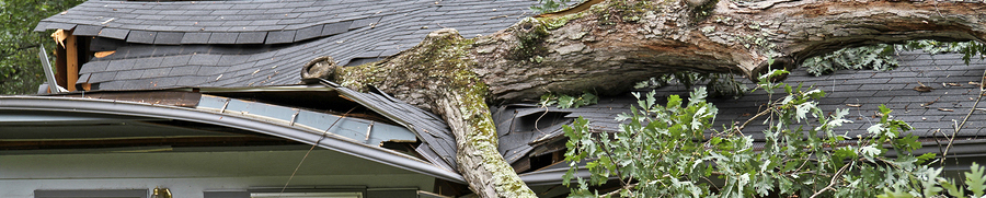 summer storm with tree through roof