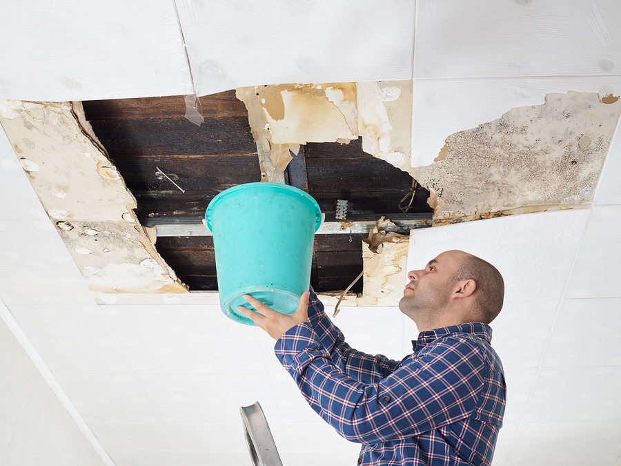 Man Collecting Water In Bucket From Ceiling. Ceiling panels damaged huge hole in roof from rainwater leakage.Water damaged ceiling .