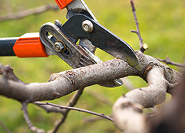 trim branches back Toledo roofer