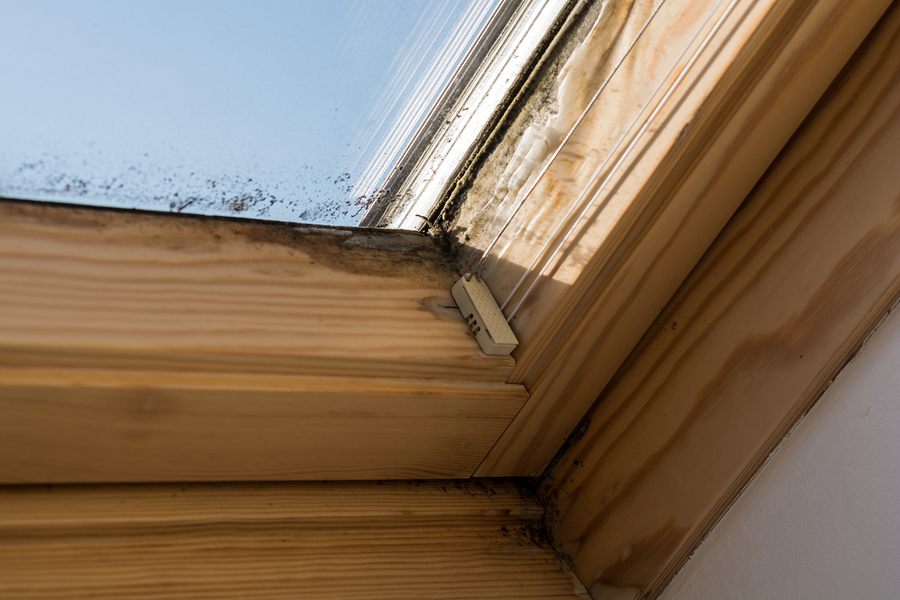 Mold growth on a skylight caused by a leak.